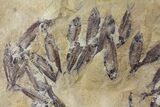 Fossil Fish (Gosiutichthys) Mortality Plate - Lake Gosiute #130095-1